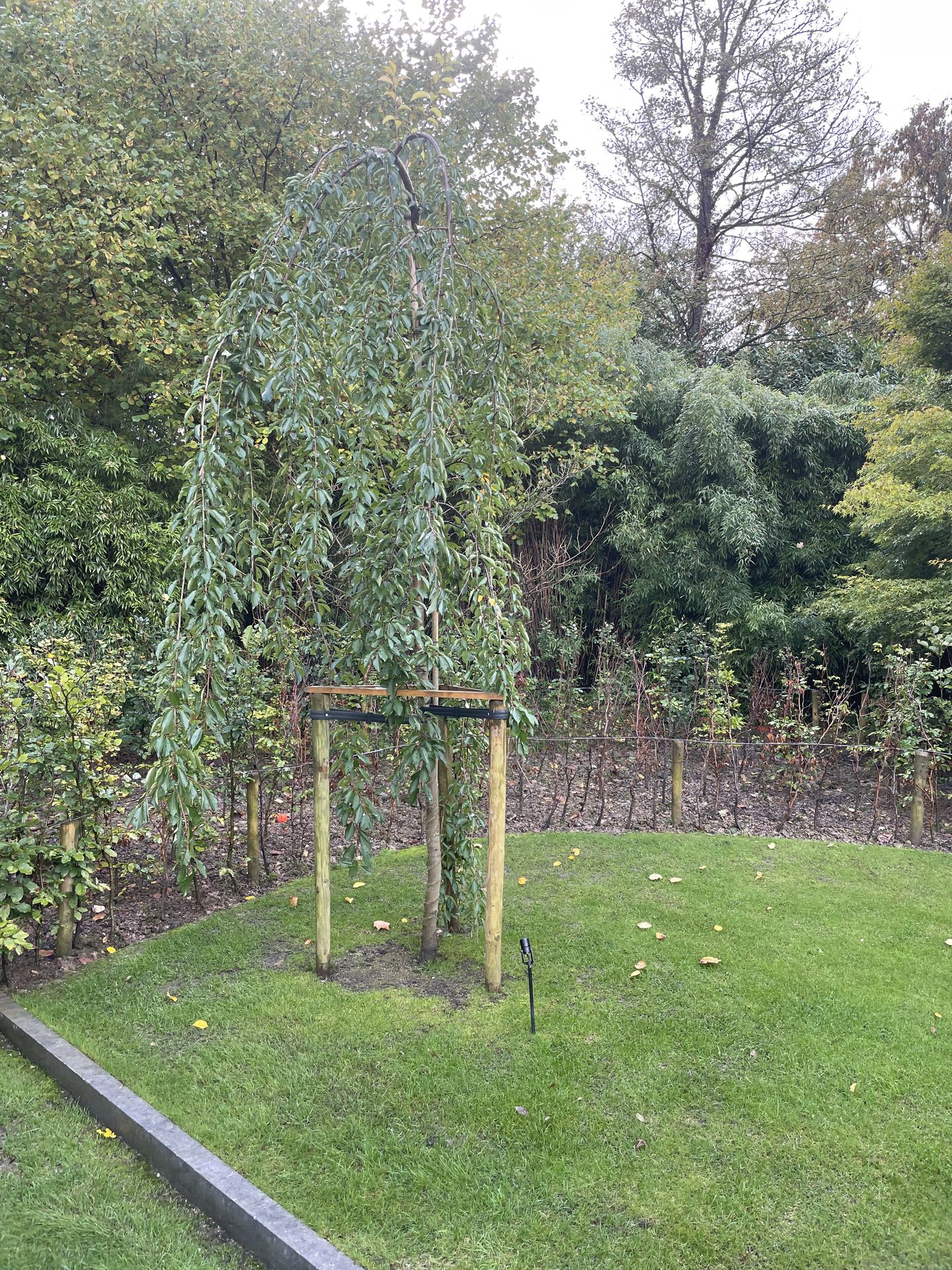 Jardin planté avant éclairage