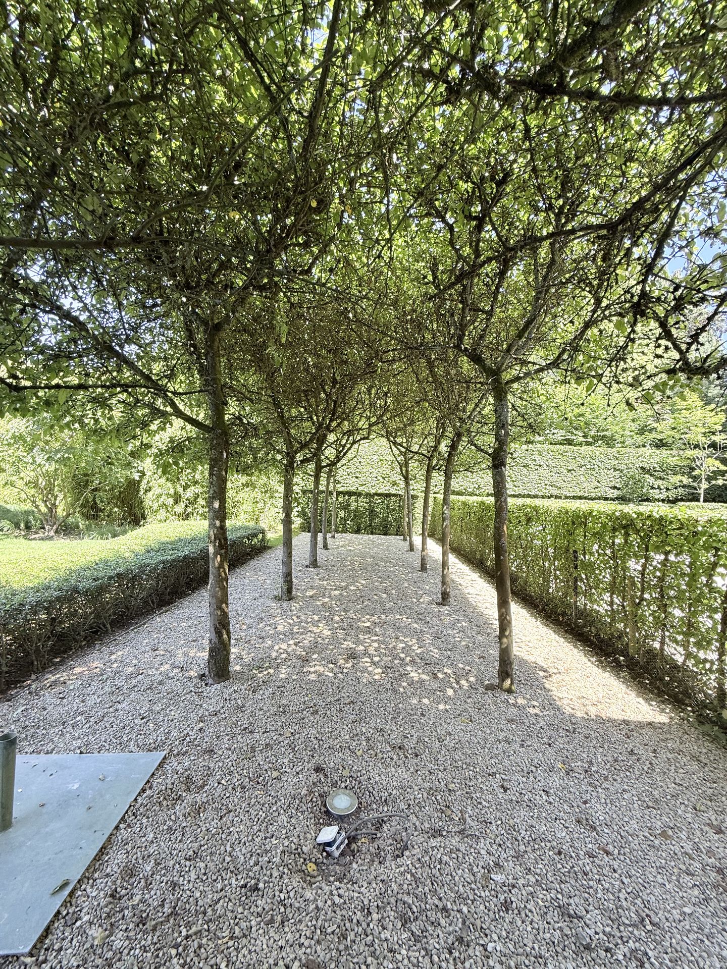 Allée d’arbres taillés